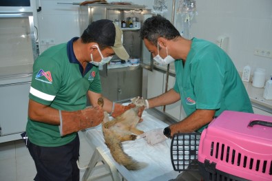 Mersin'de Sulama Havuzunu Düsen Tilki Ekiplerce Kurtarildi