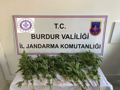 Ormanlik Alana Yasadisi Kenevir Ekimi Yapan Sahis Yakalandi