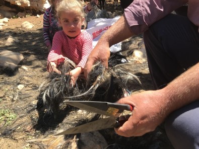 (ÖZEL) Yörüklerin Keçi Kirkma Mesaisi Basladi