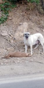 Tunceli'de Yaban Keçileri Simdi De Basibos Köpeklerin Hedefinde