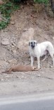 YABAN KEÇİSİ - Tunceli'de Yaban Keçileri Simdi De Basibos Köpeklerin Hedefinde