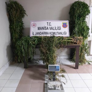 Manisa'da Kenevir Operasyonu Açiklamasi 313 Kök Kenevir Ele Geçirildi