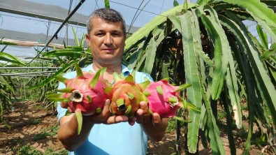 Babasi Için Ejder Meyvesi Yetistirdi, Simdi Ihraç Ediyor