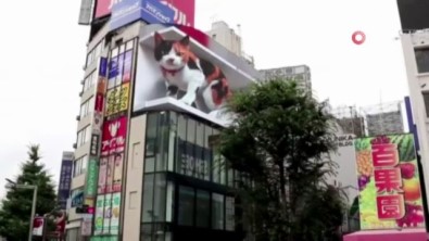 Tokyo'daki 3 Boyutlu Dev Kedi Gerçegini Aratmiyor