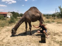 Yeni Sezon Öncesi Develer Yaglandi