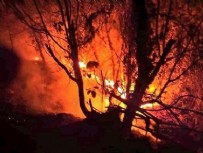 Bir yangın da Samsun'da! 7 hektarlık alan zarar gördü