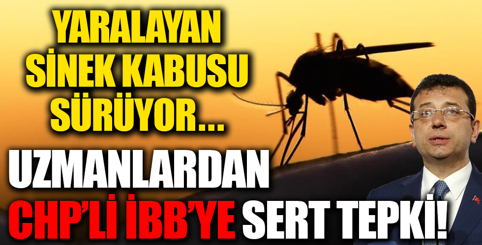 Uzmanlardan İBB'ye 'yara yapan sivrisinek istilası' tepkisi!