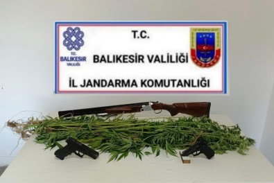 Bigadiç'te Jandarmadan Kenevir Operasyonu