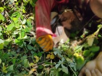 Durdurmak Istedigi Traktörün Altinda Kalarak Hayatini Kaybetti