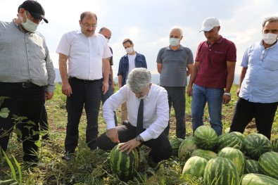 Erzincan'da Hasat Dönemi