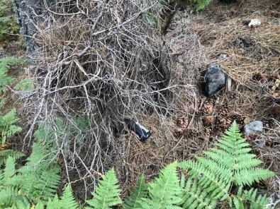 Hayatini Ormanlara Adadi