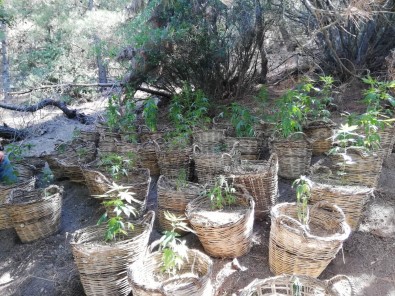 Manisa'da Sepet Sepet Kenevir