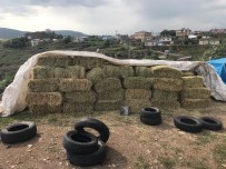 Ot Balyasi Çalan 3 Zanli Gözaltina Alindi