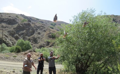 (Özel) Erzincan'da 400 Kinali Keklik Dogaya Salindi