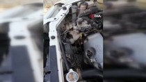 Tokat'ta Otomobilin Motor Kisminda Sikisan Kediyi Itfaiye Kurtardi Haberi