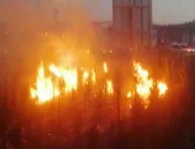 Ankara'da yeni ağaçlandırılan alanda yangın!
