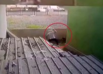 Atasehir'de Gözü Dönen Saldirgan Köpegi Sopa Ile Dövdü