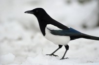 Avustralya'da Annesinin Kucaginda Saksagan Saldirisina Ugrayan Bebek Öldü