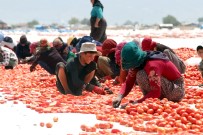 Bakirçay'da Hasat Zamani