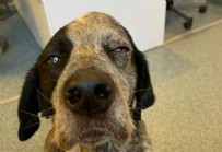 Böyle canilik görülmedi! Köpeği sopayla öldüresiye dövdü!