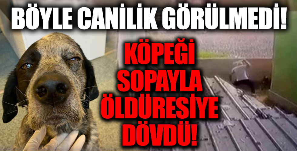 Böyle canilik görülmedi! Köpeği sopayla öldüresiye dövdü!