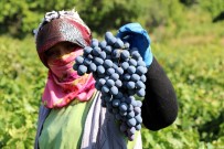 Cimin Üzümü Tezgahtaki Yerini Almaya Basladi