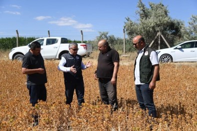 Dogal Sifa Kaynagi Olan Aspir'in Hasadi Yaklasiyor