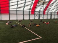 Dumlupinar'da ''Yaz Spor Okullari Kurslari''