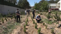 Endemik Ercis Üzümü Gelecek Nesiller Için Toprakla Bulusturuldu
