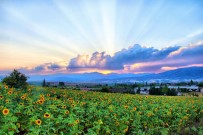 Gün Batiminda Ayçiçegi Kartpostallik Görüntüler Olusturdu