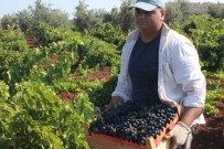 'Horoz Karasi' Üzümünde Yüksek Rekolte Sevinci