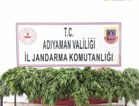 Jandarma Kenevir Bitkisi Ele Geçirdi