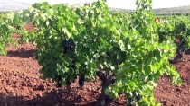 'Kilis Horoz Karasi' Üzümünde Hasat Basladi
