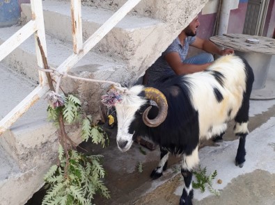 Kurban Bayrami'nda Kaçan Keçi 20 Gün Sonra Bulundu
