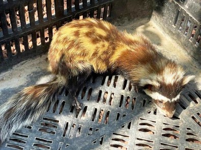 Kütahya'da Yarali Alaca Sansar Tedavi Altina Alindi