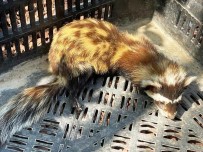 Kütahya'da Yarali Alaca Sansar Tedavi Altina Alindi