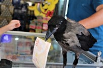 Marketçinin Yolda Buldugun Karga, Mahallenin Maskotu Oldu