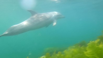 (ÖZEL) Istanbul'da Dalgica Yunus Baligi Sürprizi