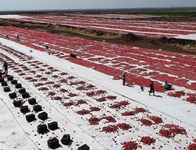 Tam 80 bin ton! ABD ve Avrupa'dan talep yağıyor!