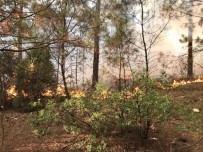 Bursa'da Orman Yangini