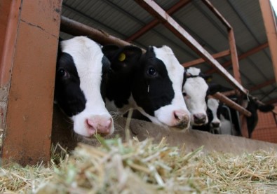 Düzce'de 8 Milyon 353 Bin 657 Hayvan Bulunuyor