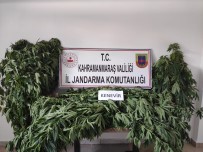 Kahramanmaras'ta 122 Kök Kenevir Bitkisi Ele Geçirildi