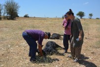 Korkuteli'de 25 Küçükbas Hayvan Telef Oldu
