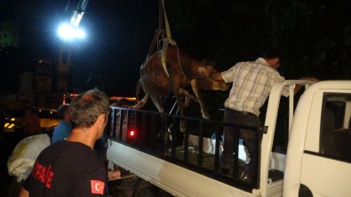 Rize'de Heyelan Riski Bulunan Yerde Inek Kurtarma Operasyonu