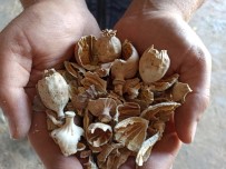 (ÖZEL) Afyonkarahisar'da 'Hashas Kapsülü' Alimi Basladi