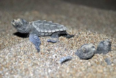 Bozyazi'da Caretta Carettalar Için Sahilde Isiklar Kapatildi