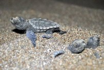 Bozyazi'da Caretta Carettalar Için Sahilde Isiklar Kapatildi