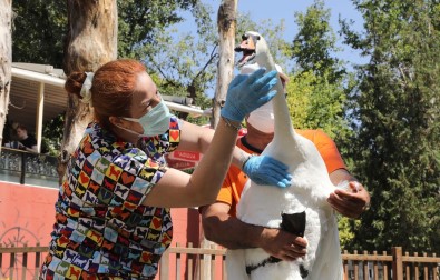 Çankaya'nin Simgesi Kugular Saglik Kontrolünden Geçirildi