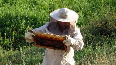 Devletin Destegiyle Aracilik Yapmaya Basladi, 500 Kilo Bal Elde Etmeyi Basardi