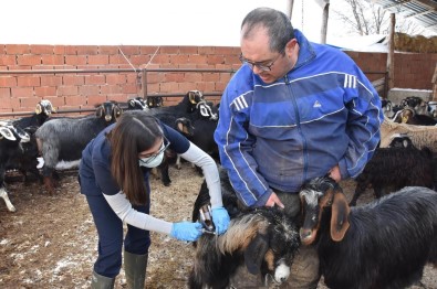 Hayvanlara Asilama Devam Ediyor